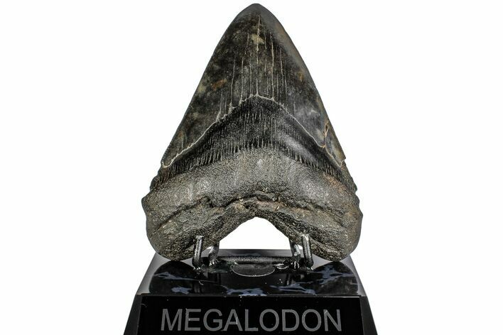 5.13" Fossil Megalodon Tooth - South Carolina
